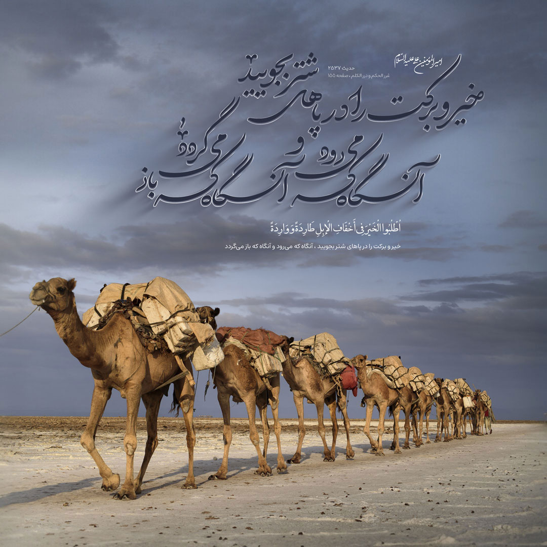 خیر و برکت را در پاهاى شتر بجویید ، آنگاه که مىرود و آنگاه که باز مىگردد